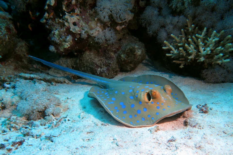 Taeniura lymma