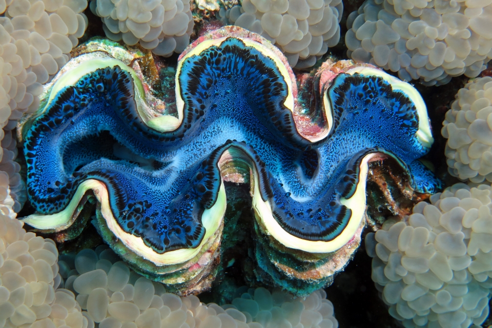 Tridacna maxima, Plerogyra sinuosa