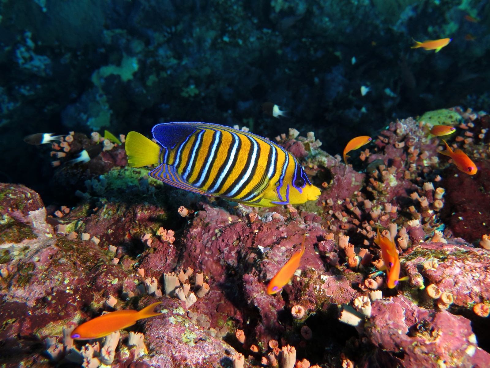 Pygoplites diacanthus