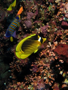 Chaetodon fasciatus