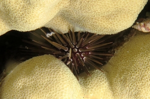 Echinometra mathaei
