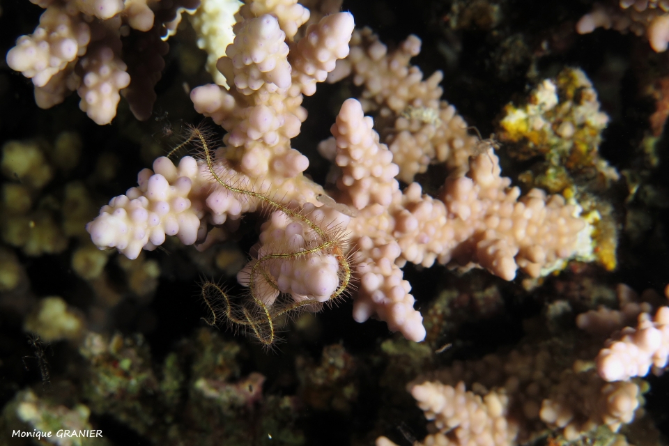 Ophiothrix (Ophiothrix) savignyi