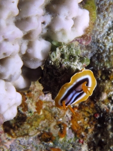 Chromodoris quadricolor