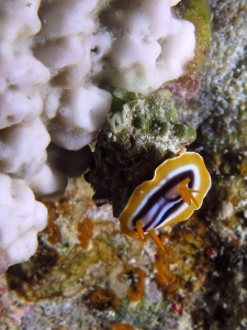 Chromodoris quadricolor