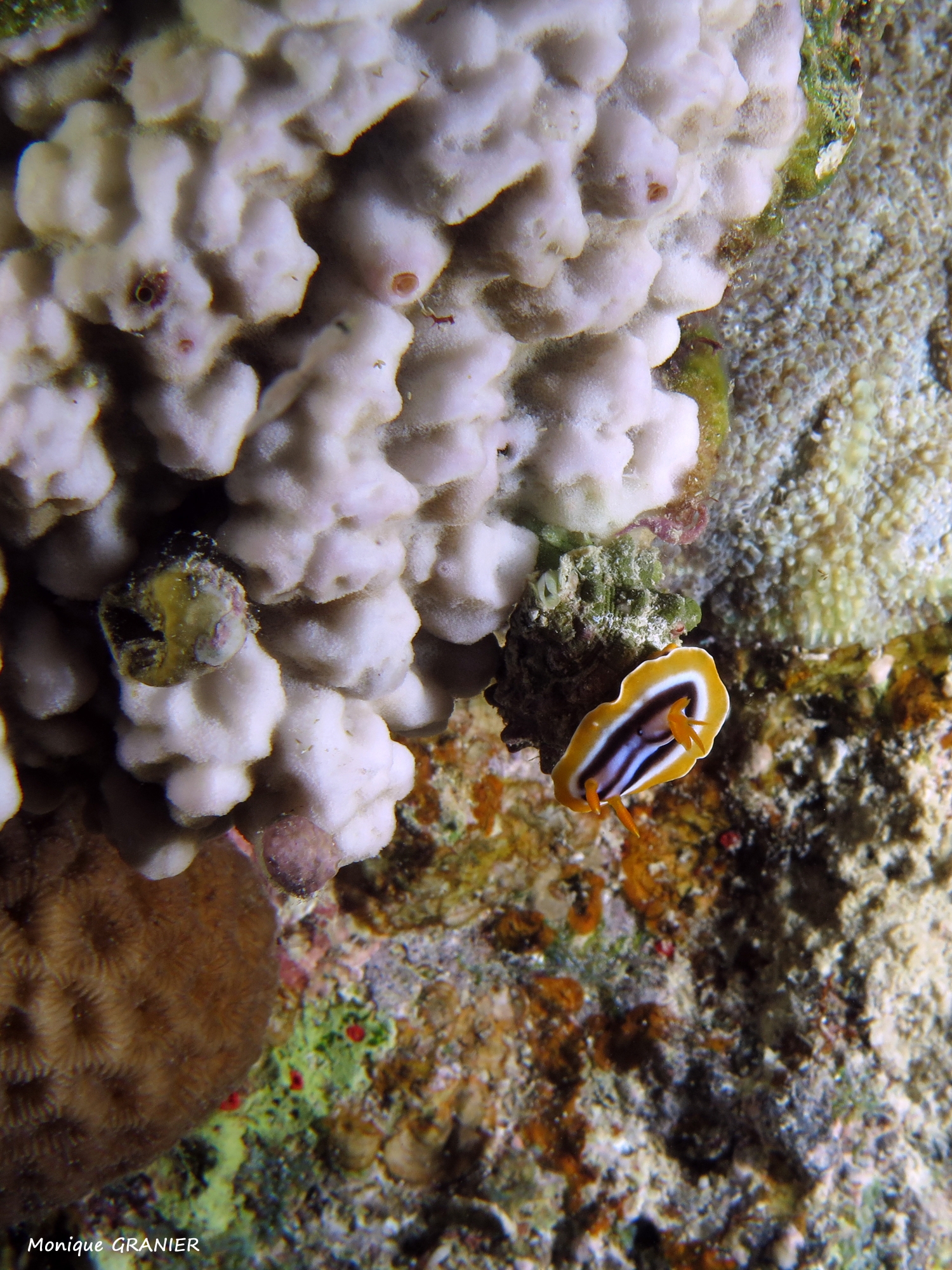 Chromodoris quadricolor
