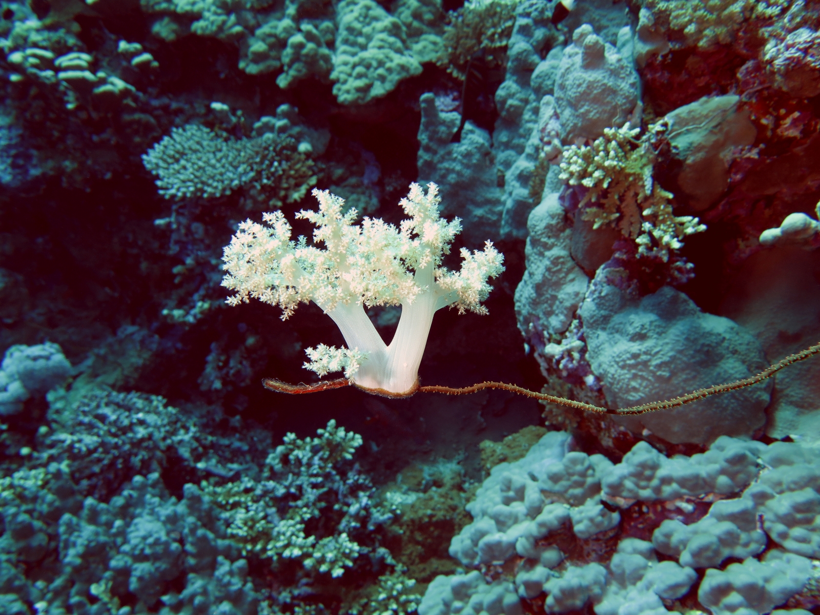 Cirrhipathes anguina