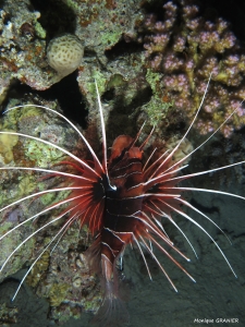 Pterois radiata