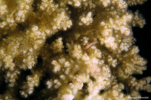 Trapezia tigrina, Corail Pocillopora