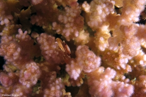 Tetralia cavimana, Corail Pocilllora