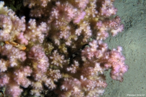 Tetralia cavimana, Corail Pocilllora