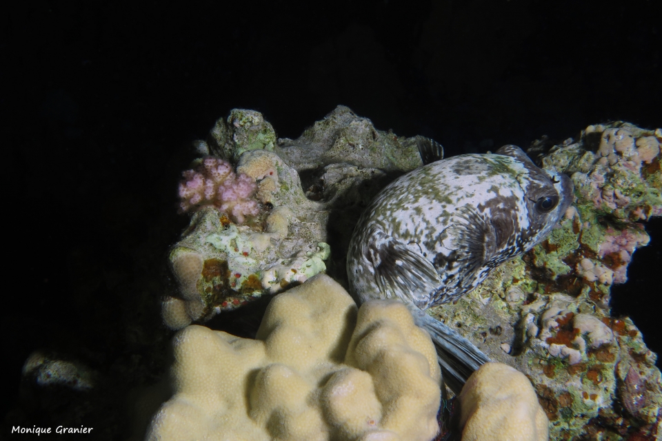 Arothron diadematus