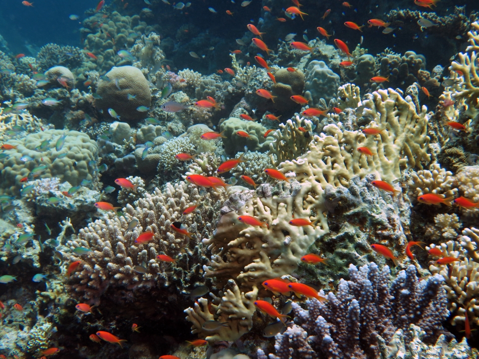 Pseudanthias squamipinnis