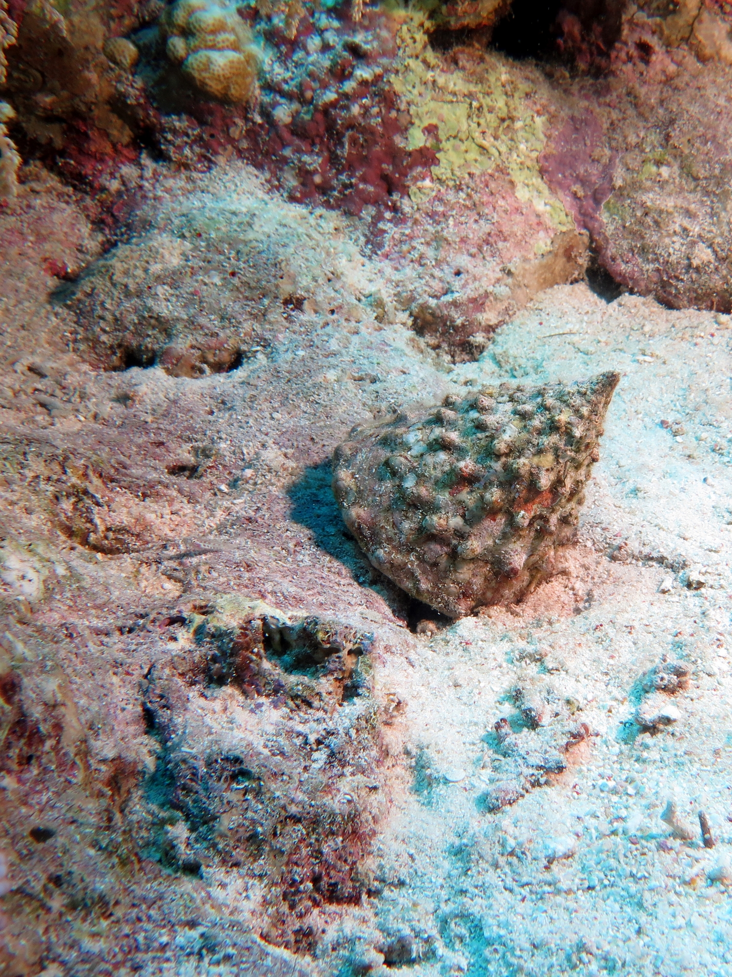 Tectus dentatus