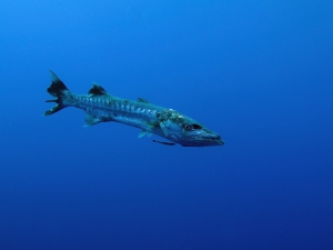 Sphyraena barracuda