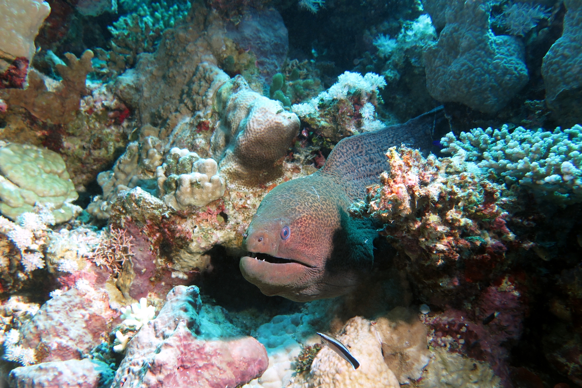Gymnothorax javanicus, Labroides dimidiatus