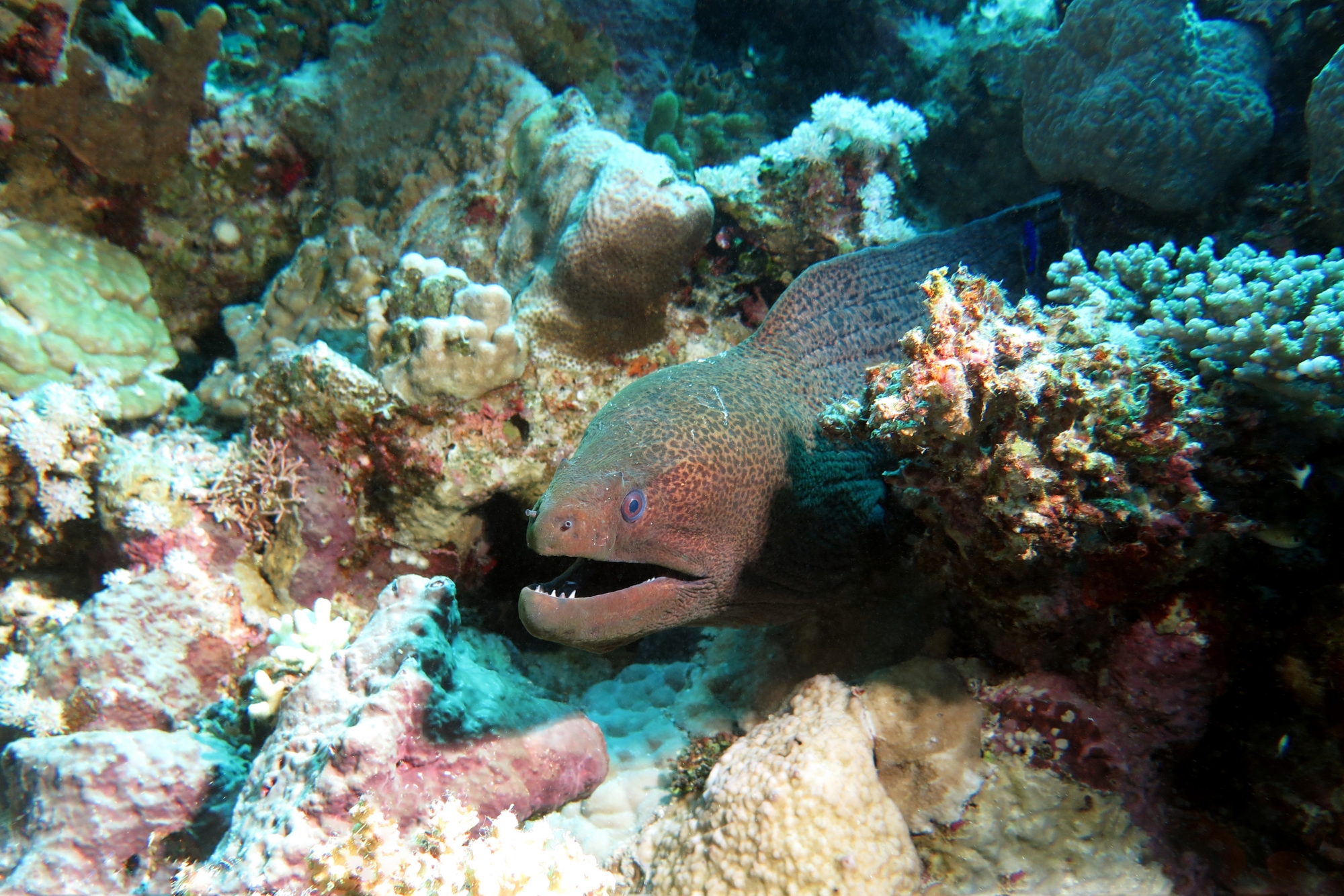 Gymnothorax javanicus