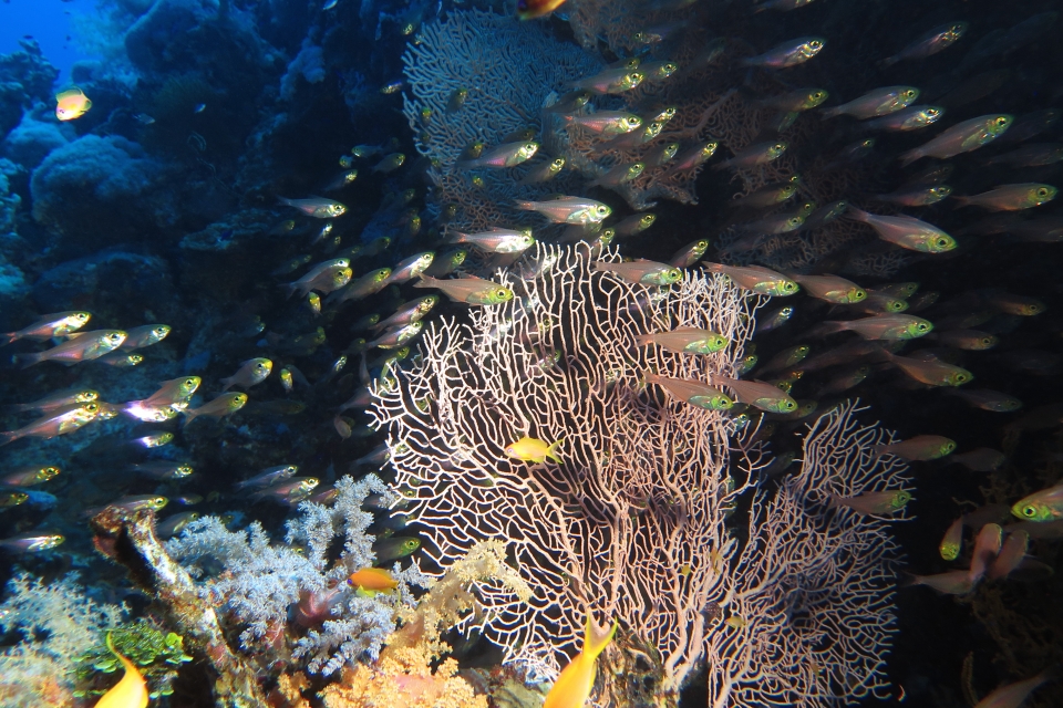 Parapriacanthus ransonneti, Annella mollis (Subergorgia hicksoni)