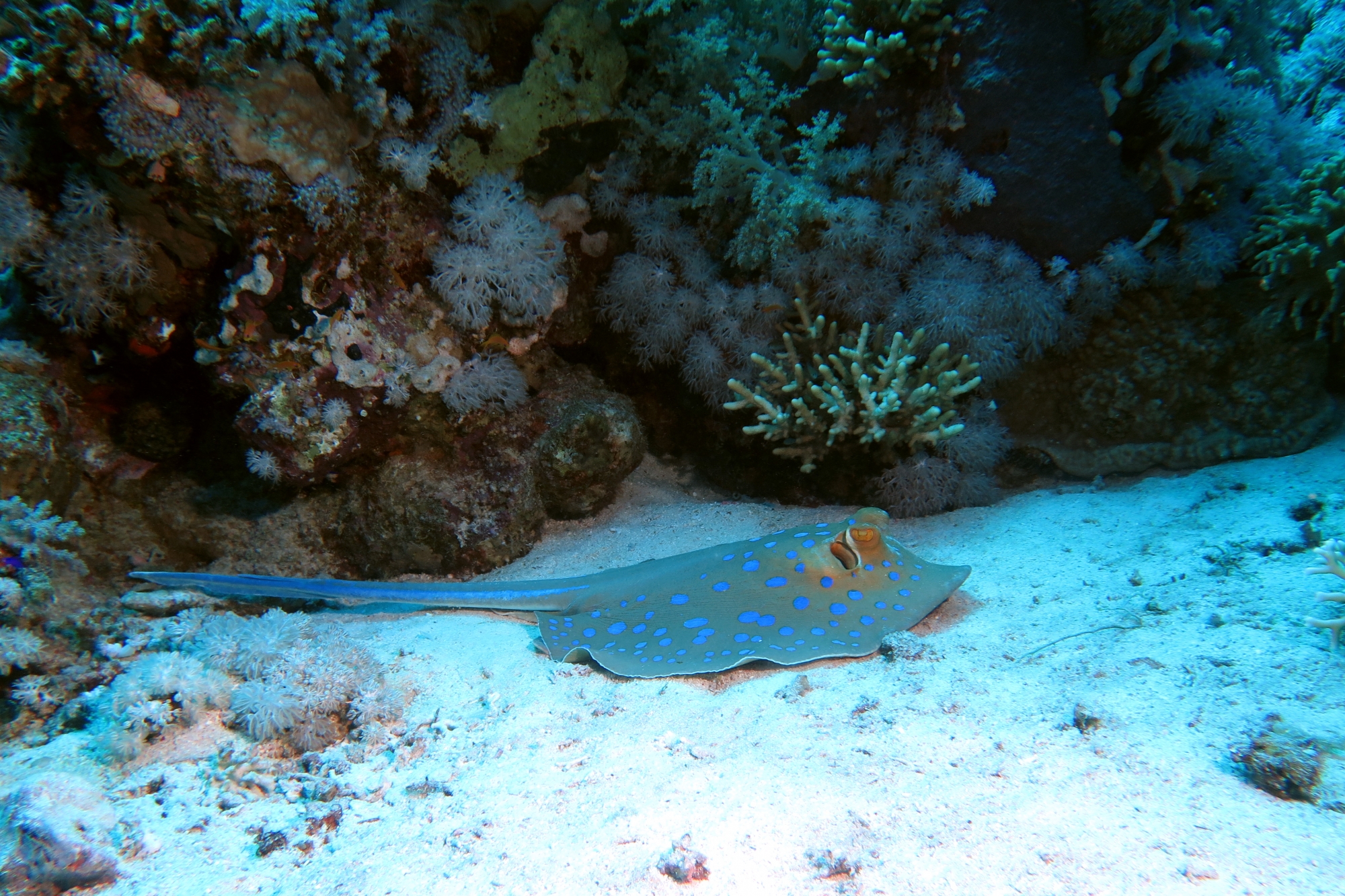 Taeniura lymma