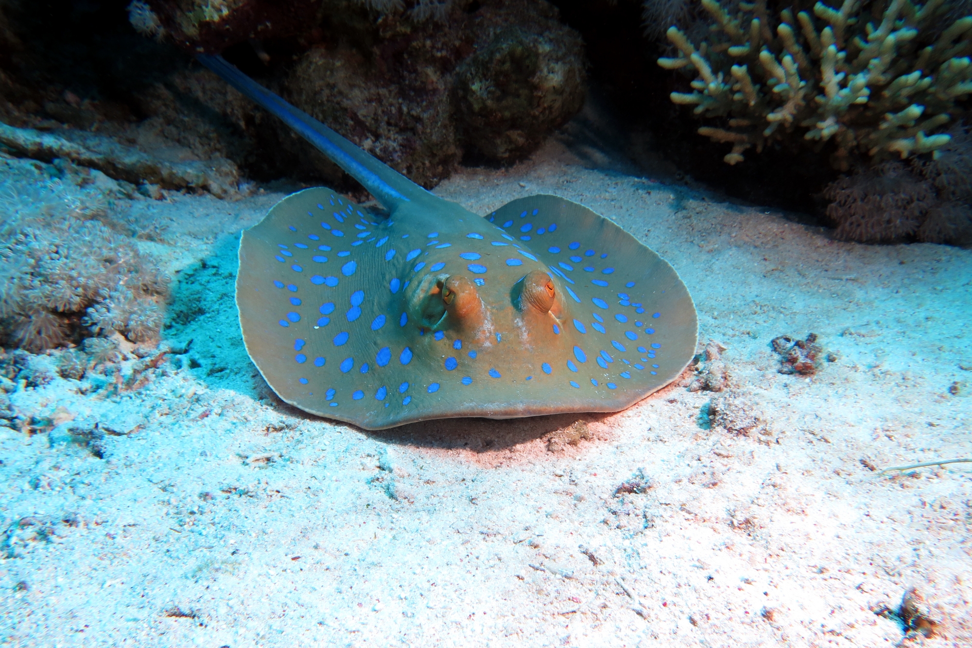 Taeniura lymma