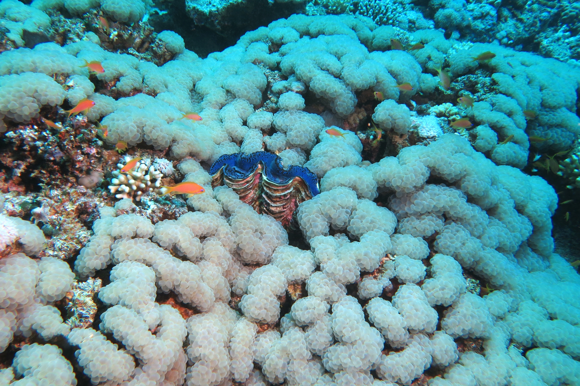 Tridacna maxima, Plerogyra sinuosa
