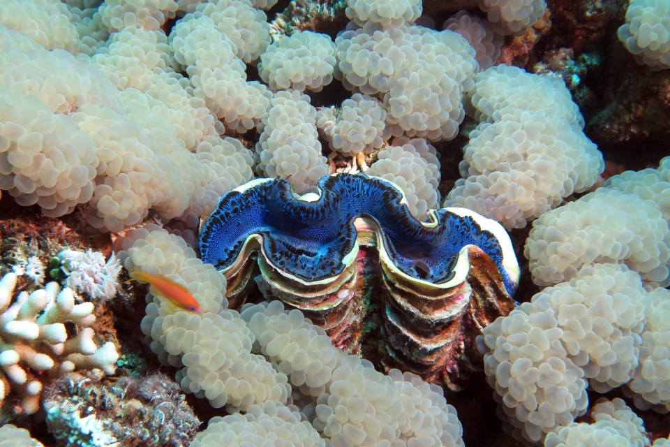 Tridacna maxima, Plerogyra sinuosa