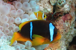 Amphiprion bicinctus, Entacmaea quadricolor