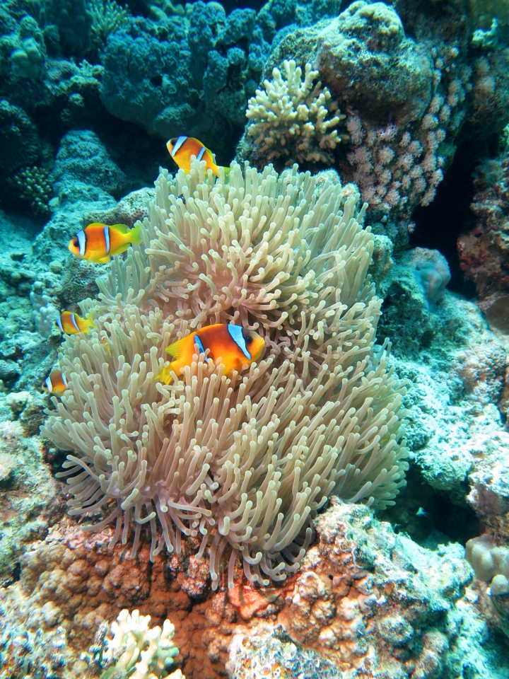 Amphiprion bicinctus, Heteractis magnifica