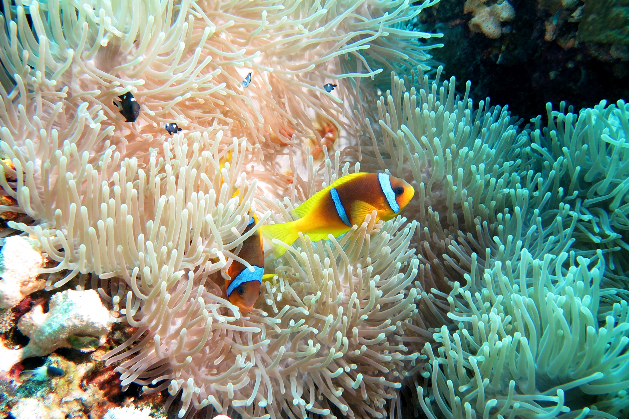 Amphiprion bicinctus, Dascyllus trimaculatus, Heteractis magnifica