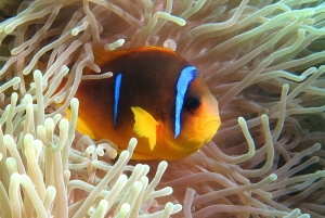 Amphiprion bicinctus, Heteractis magnifica