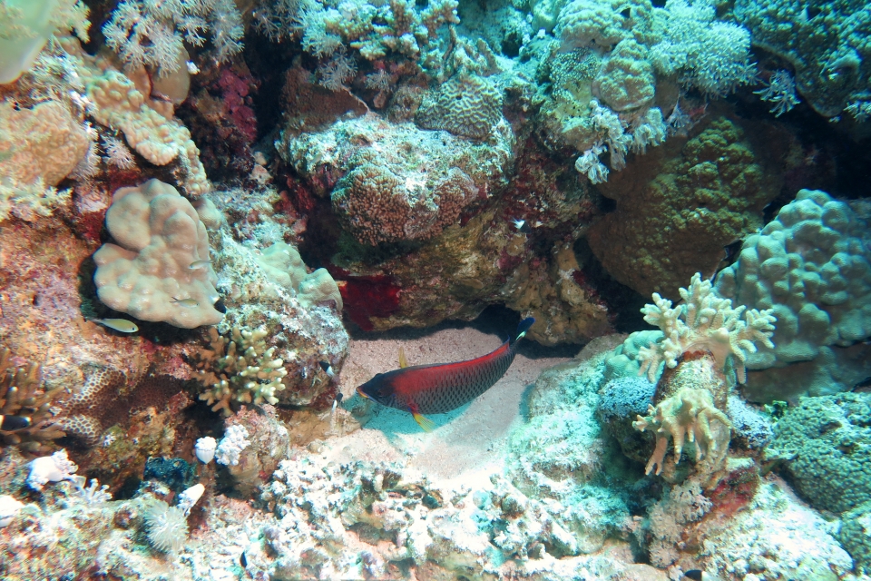 Pseudodax moluccanus