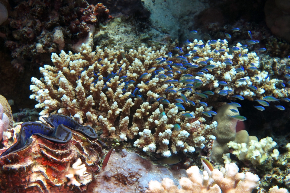 Chromis viridis, Acropora (Acropora lamarcki)