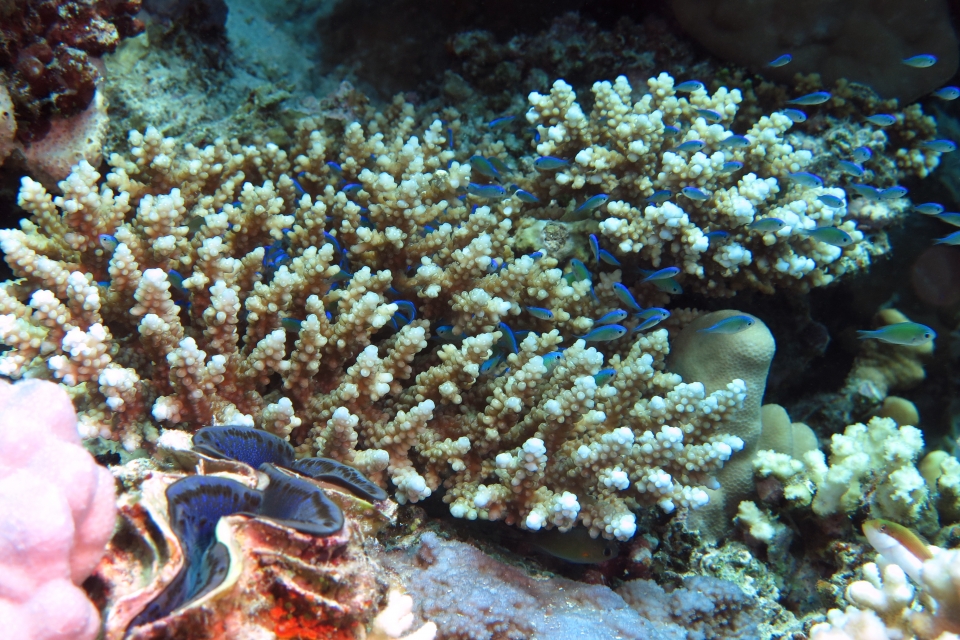 Chromis viridis, Acropora (Acropora lamarcki)