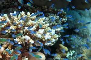 Chromis viridis, Acropora (Acropora lamarcki)