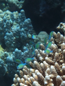 Chromis viridis, Acropora humilis