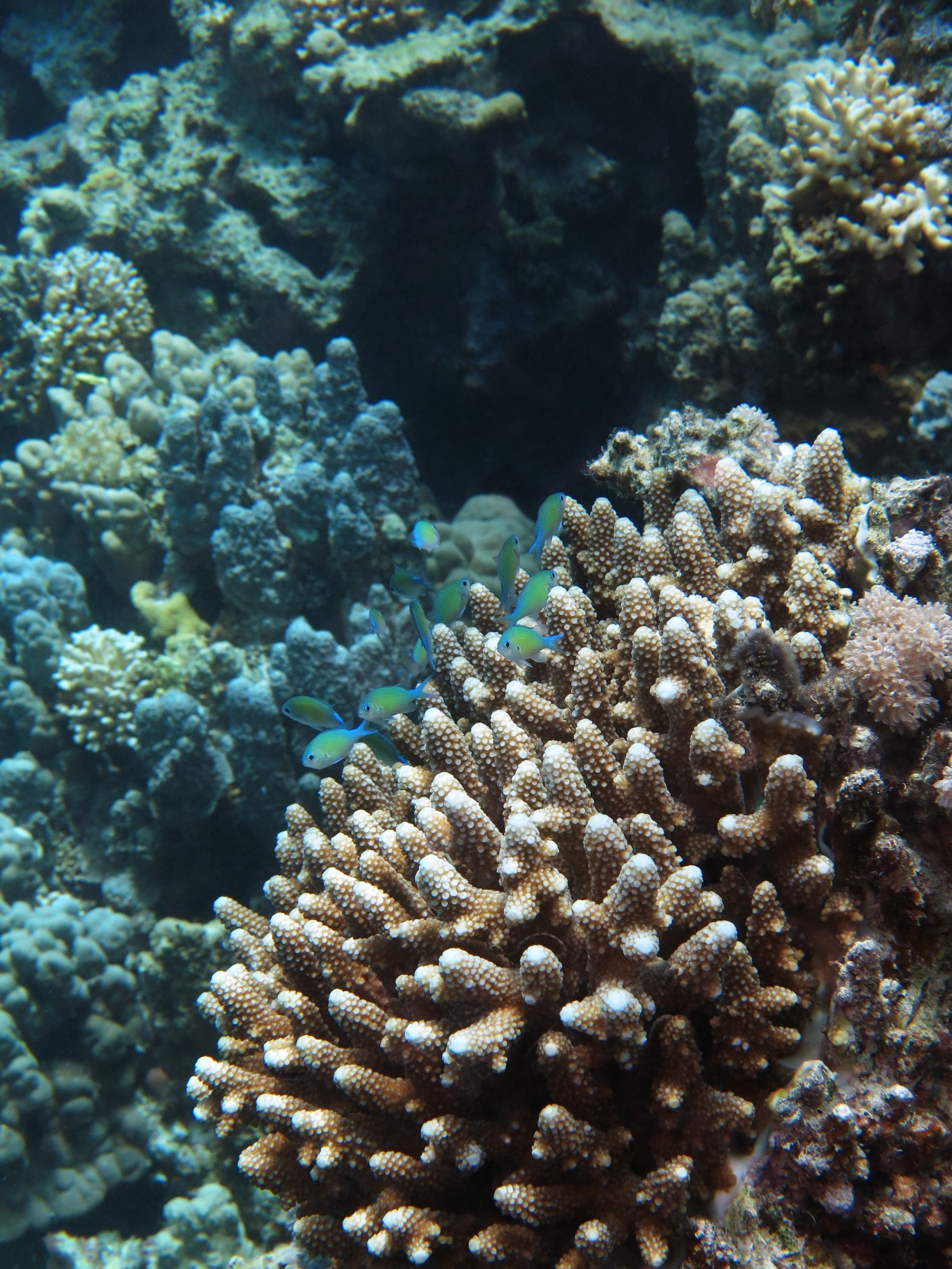 Chromis viridis, Acropora humilis