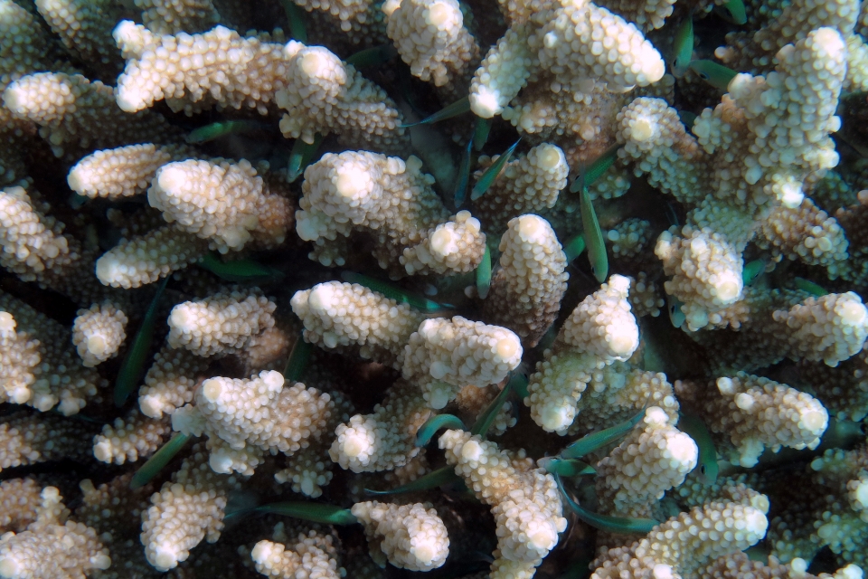 Chromis viridis, Acropora humilis