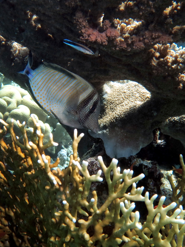 Zebrasoma desjardinii, Labroides dimidiatus