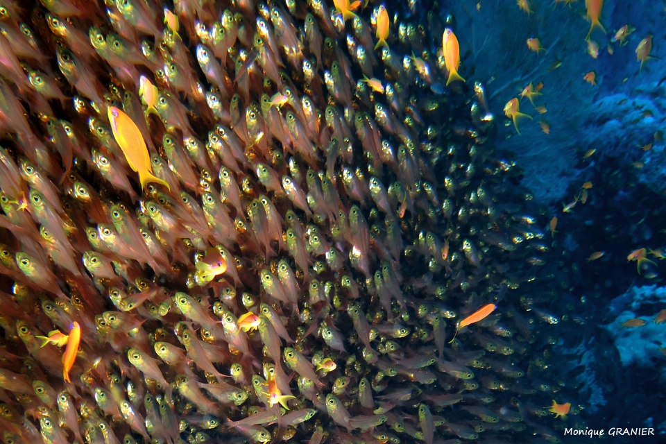 Parapriacanthus ransonneti, Pseudanthias squamipinnis