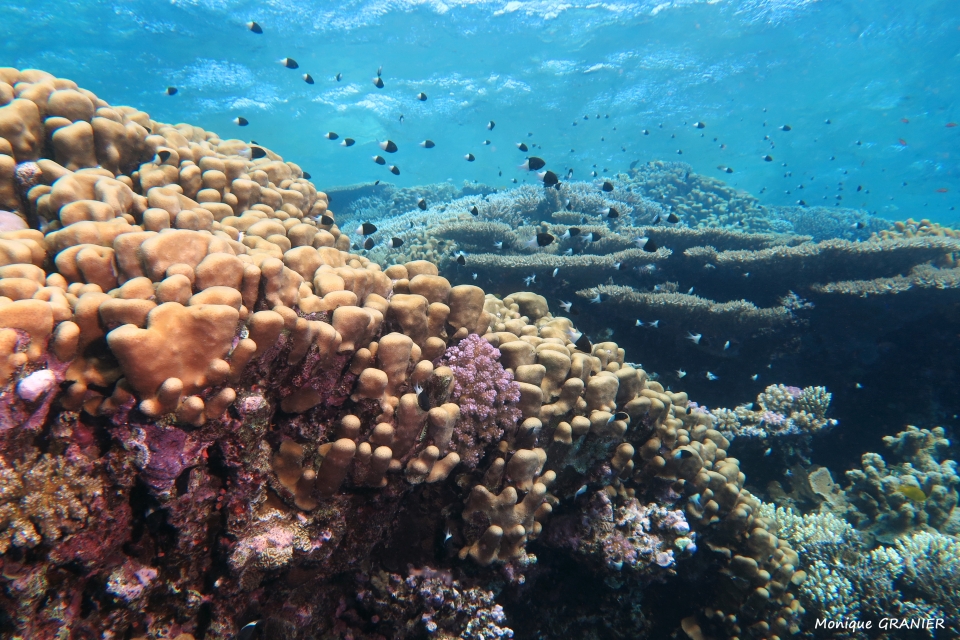 Chromis dimidiata, Porites nodifera, Pavona clavus