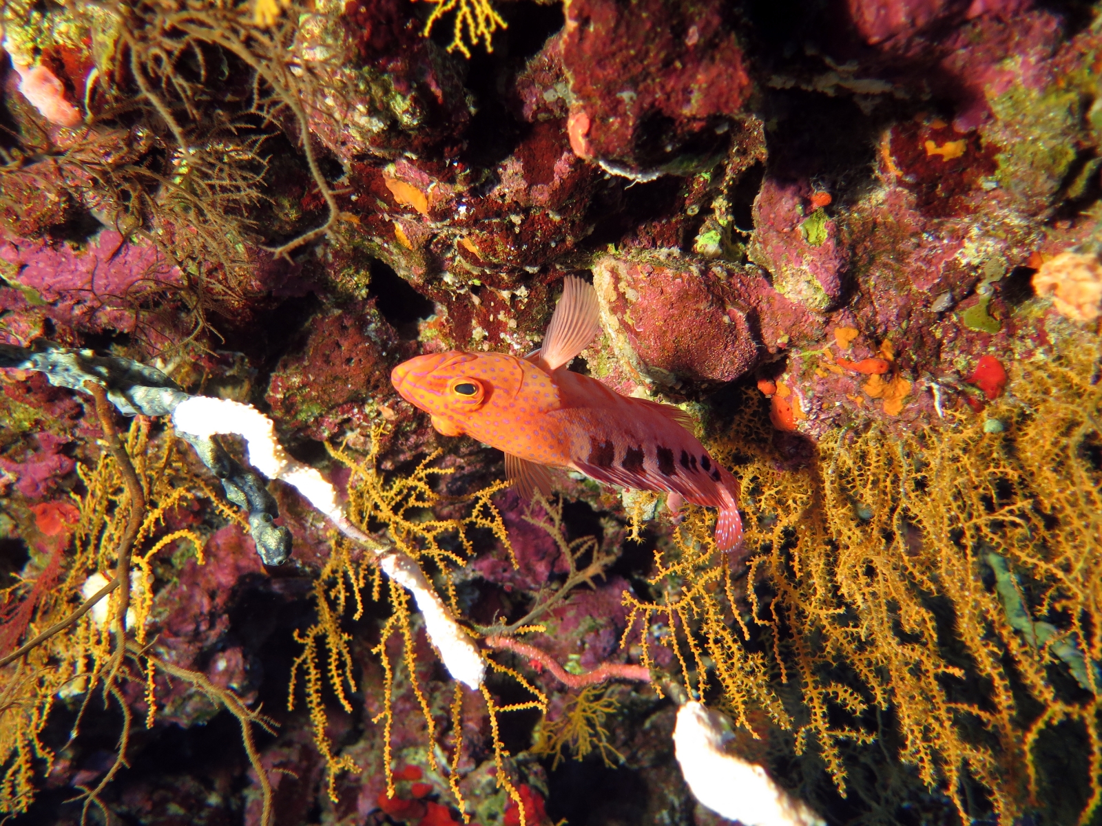 Cephalopholis sexmaculata