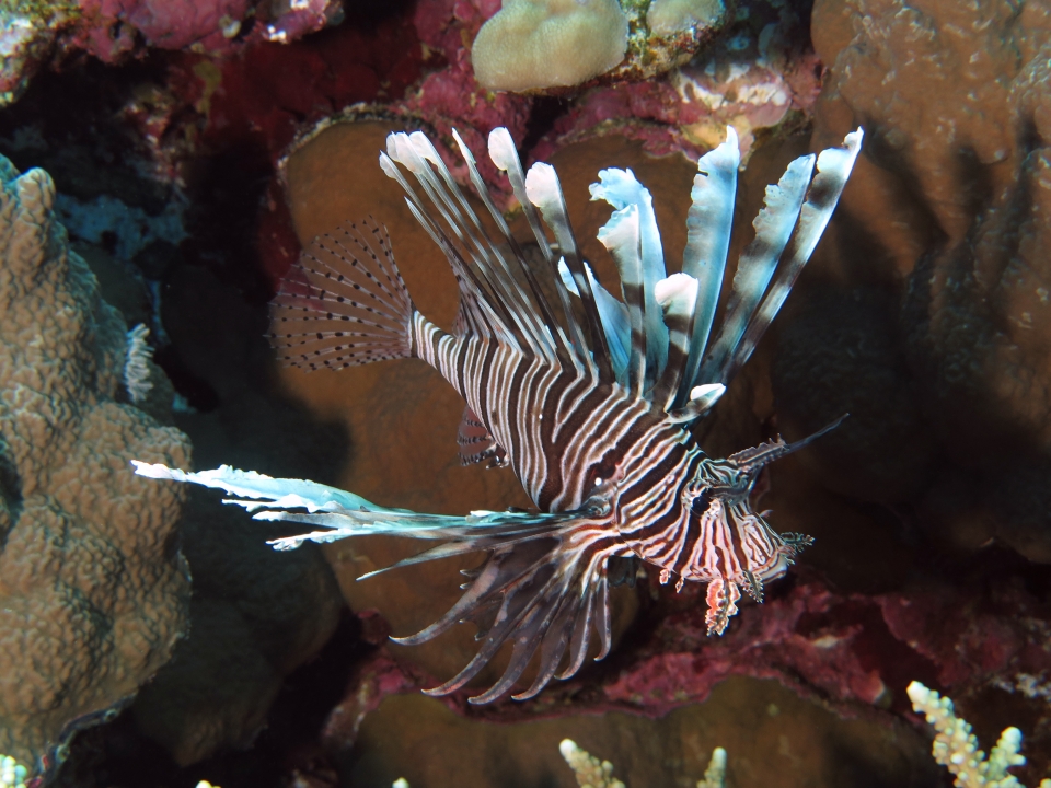 Pterois miles