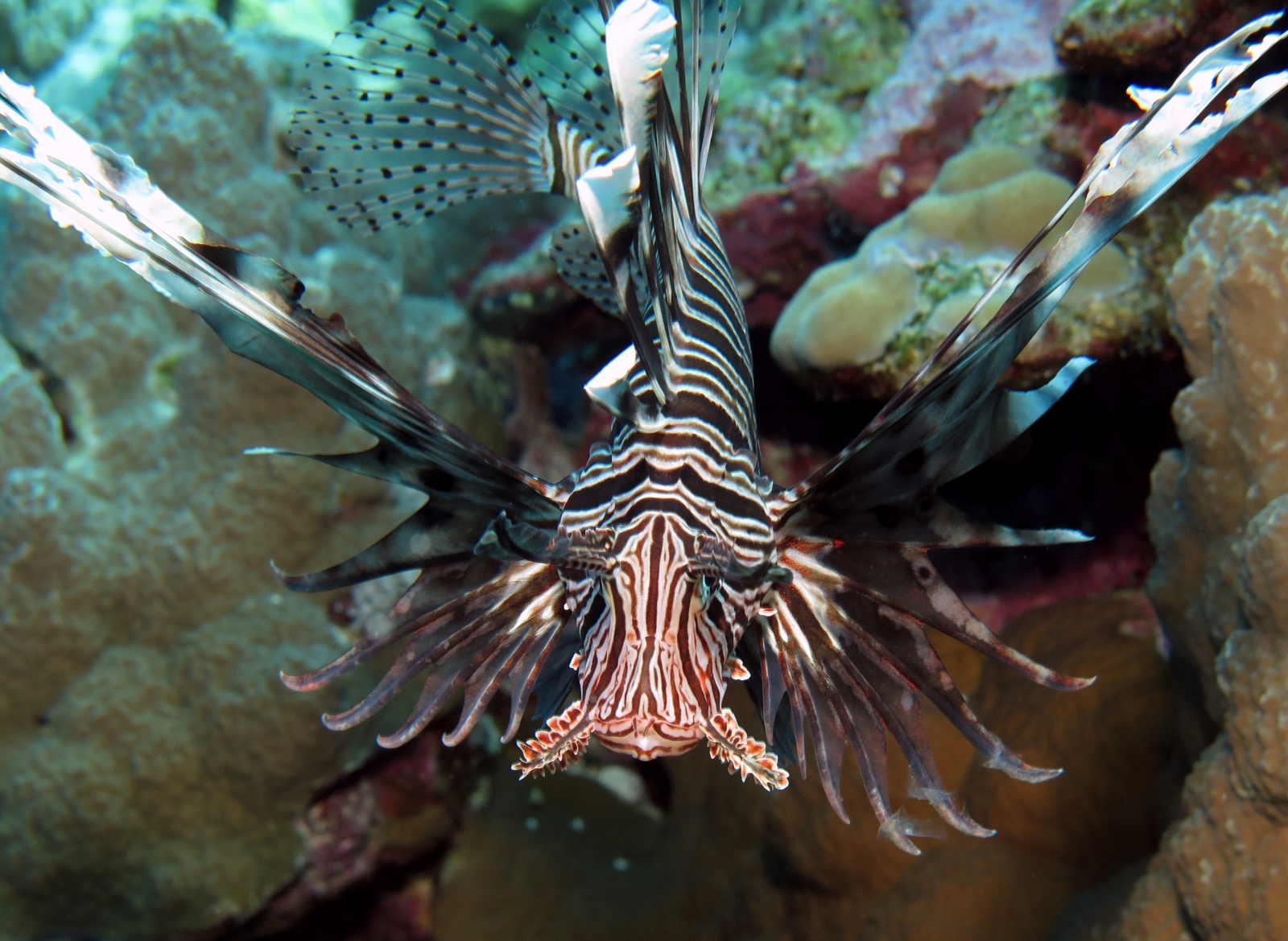 Pterois miles