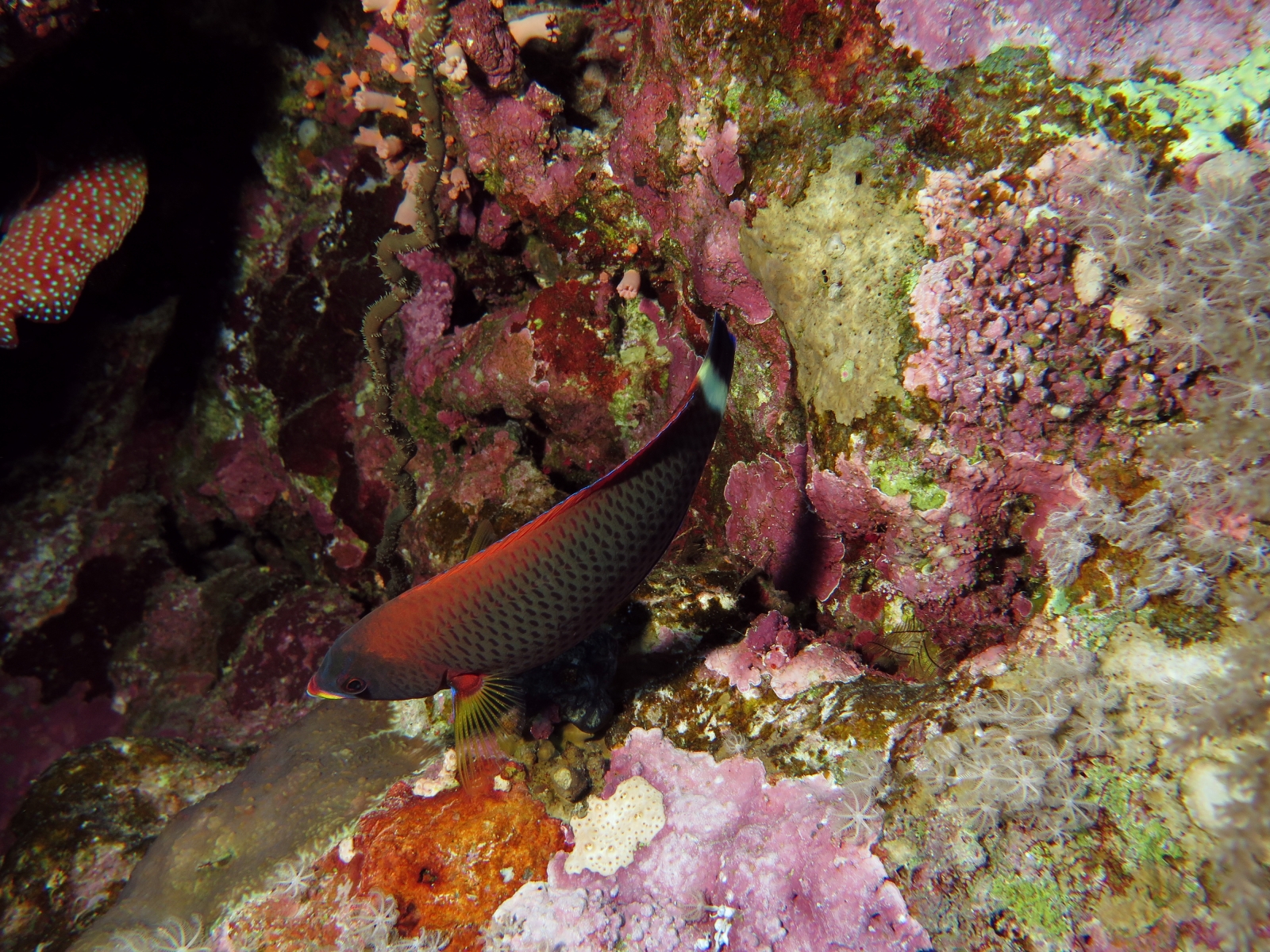Pseudodax moluccanus