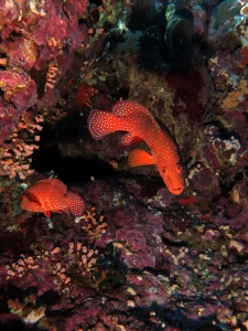 Cephalopholis miniata