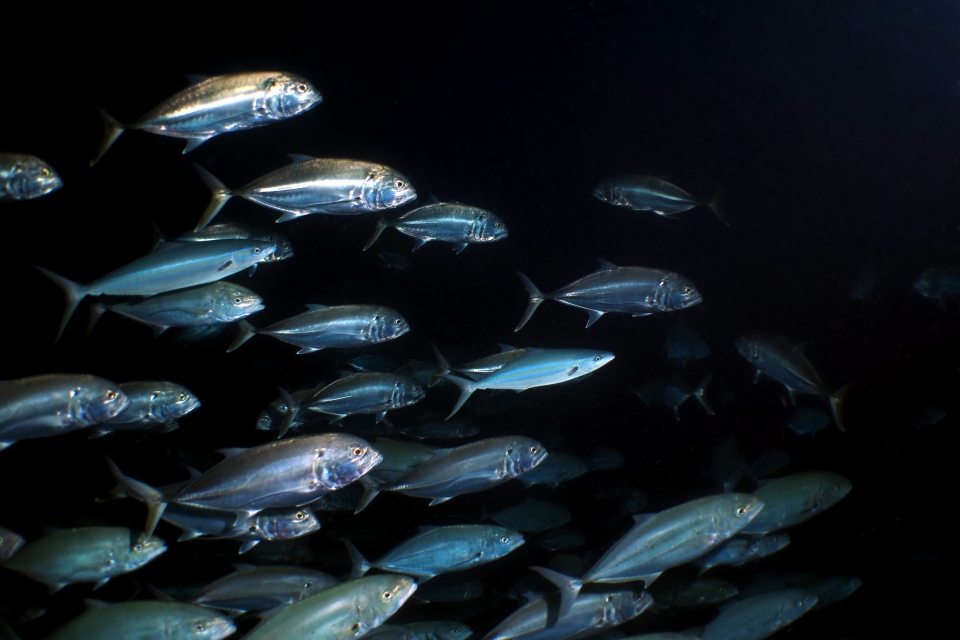 Caranx sexfasciatus, Elagatis bipinnulata