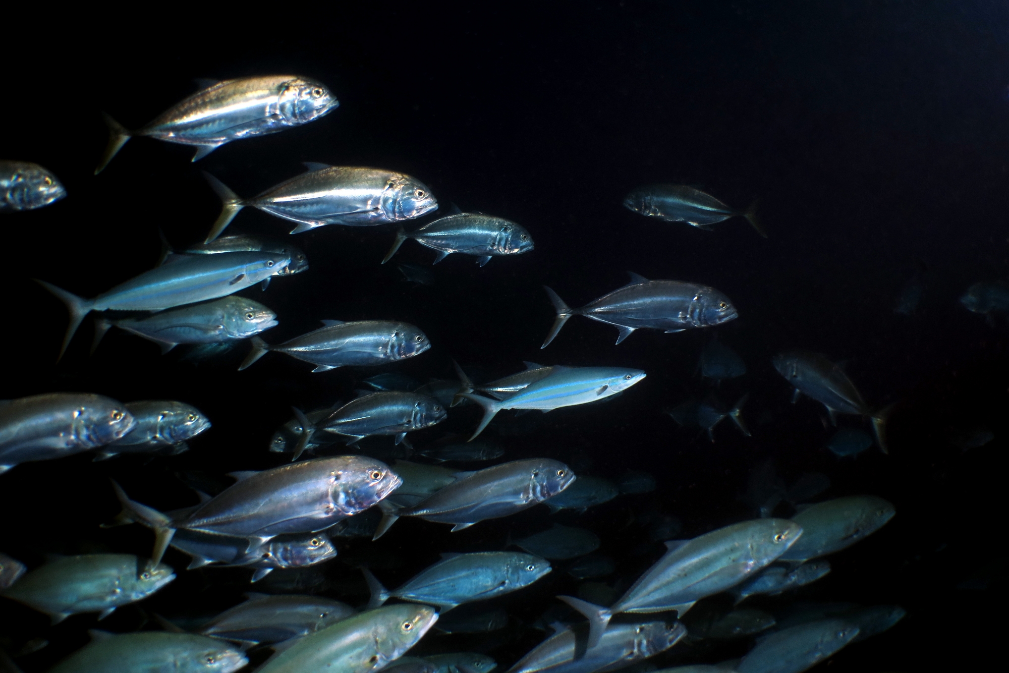 Caranx sexfasciatus, Elagatis bipinnulata