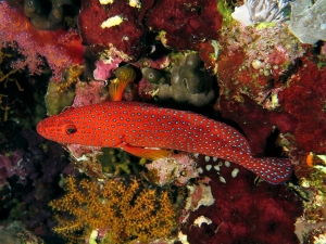 Cephalopholis miniata