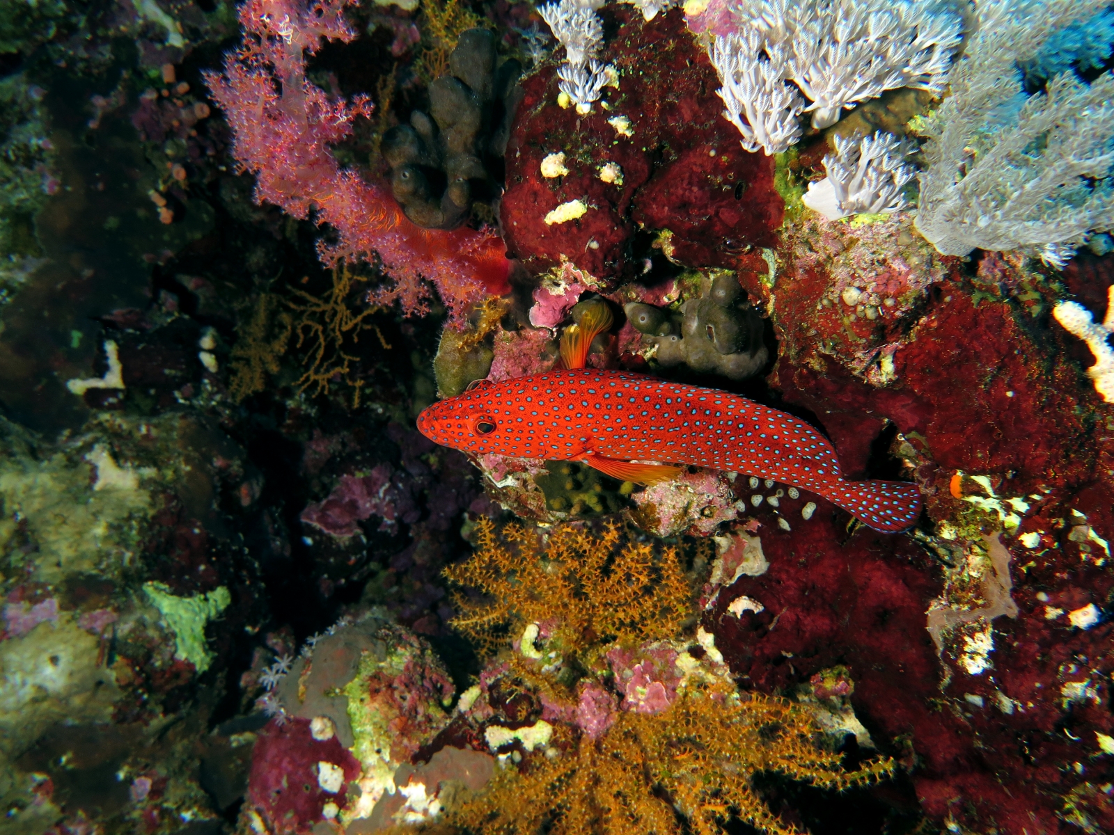 Cephalopholis miniata