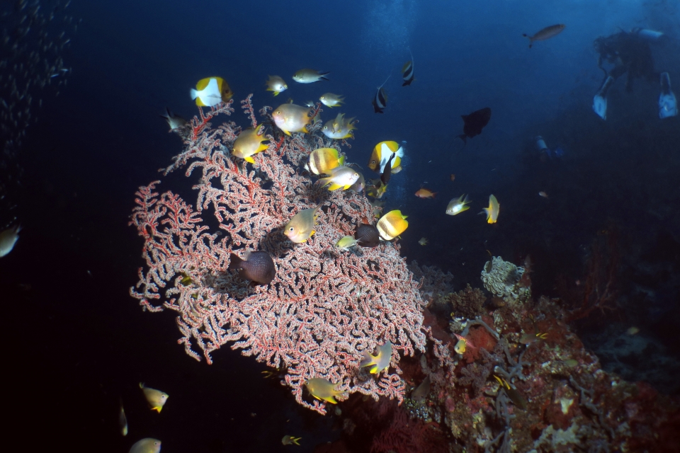 Amblyglyphidodon aureus, Chromis scotochiloptera, Dascyllus trimaculatus, Chaetodon kleinii, Hemitaurichthys polylepis, S.akalyx