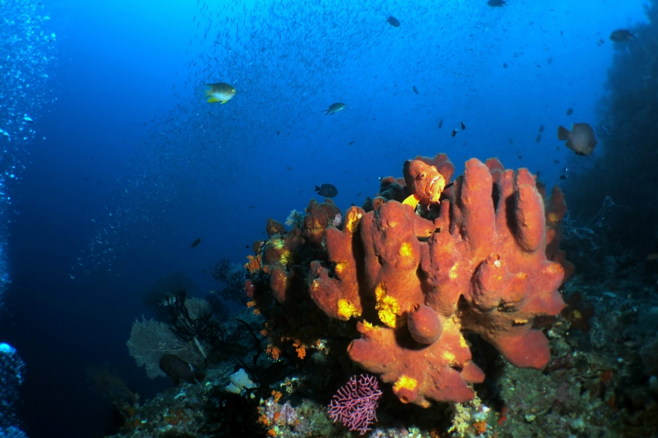 Cephalopholis miniata, Theonella sp.